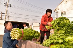 購買“愛心芹菜” 助農惠農